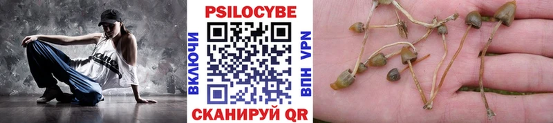 blacksprut как зайти  Пучеж  Псилоцибиновые грибы Psilocybine cubensis 